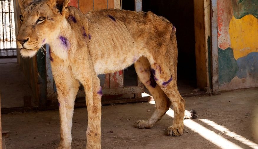 Starving Lions in Sudan Zoo