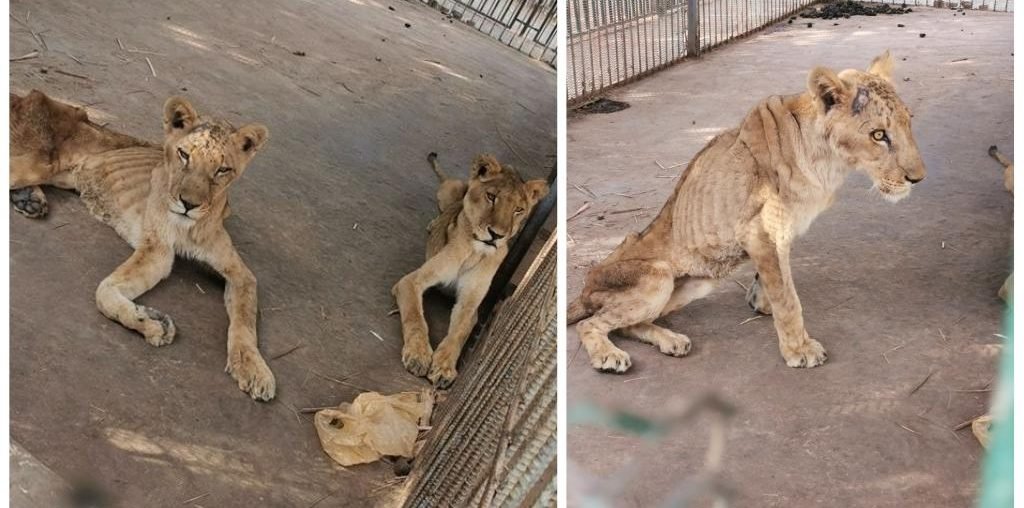 Starving Lions in Sudan Zoo